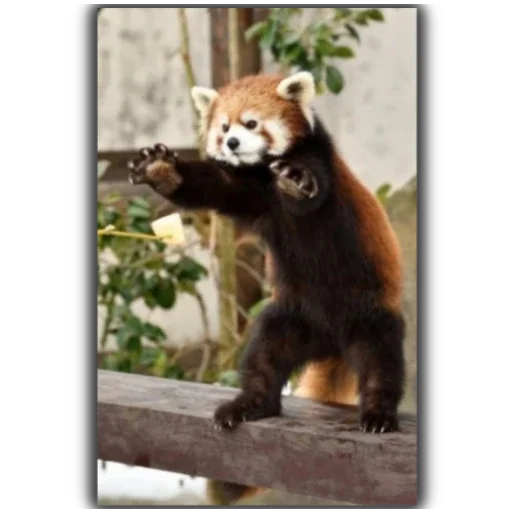 Стикер Panda - 9