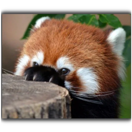 Стикер Panda - 8