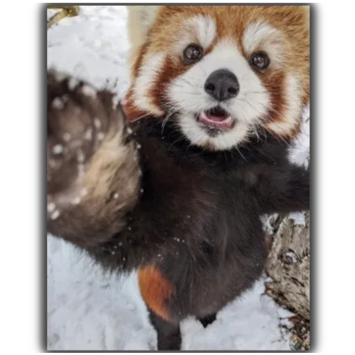 Стикер Panda - 7