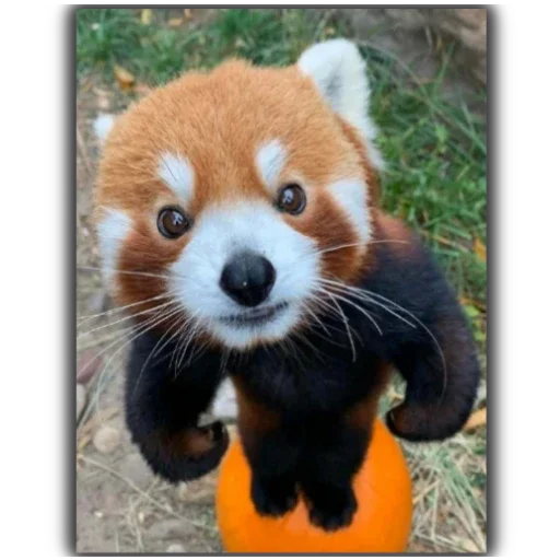 Стикер Panda - 6