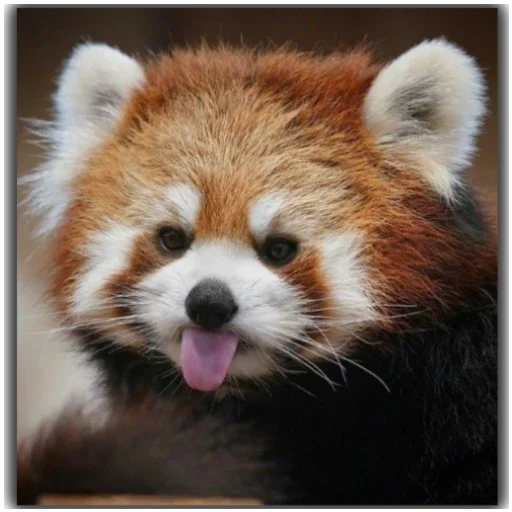 Стикер Panda - 5