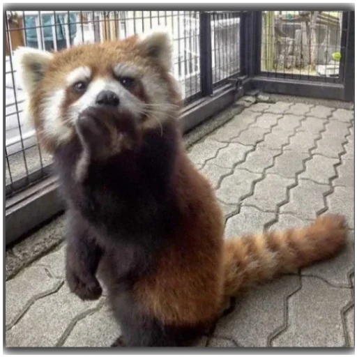 Стикер Panda - 4