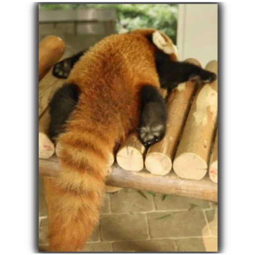 Стикер Panda - 3