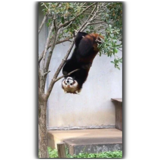 Стикер Panda - 2