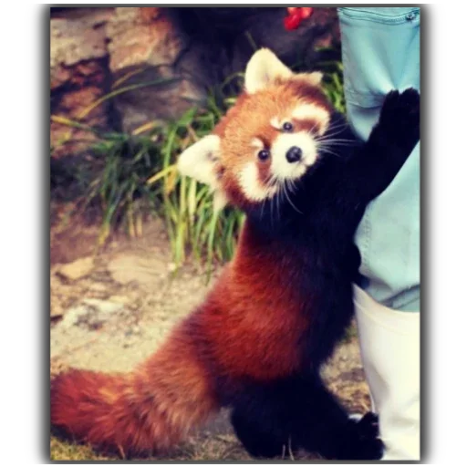 Стикер Panda - 1