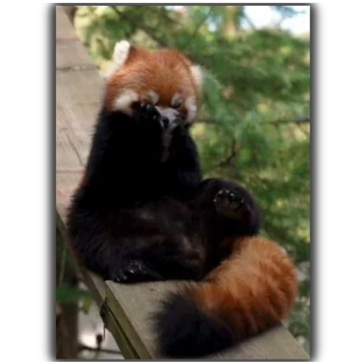 Стикер Panda - 0