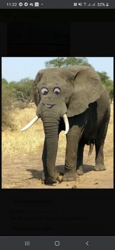 Стикер Паника лох наелась блох by @fStikBot - 6