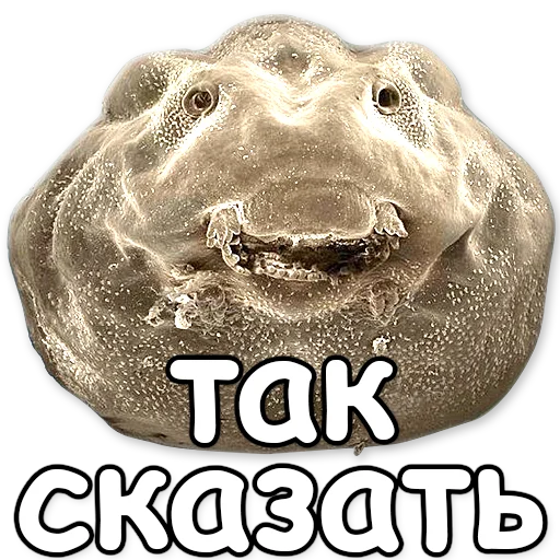 СМС животное скриншот