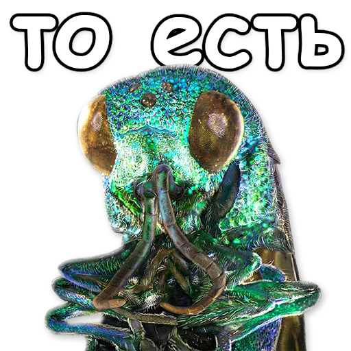 искусство СМС животное