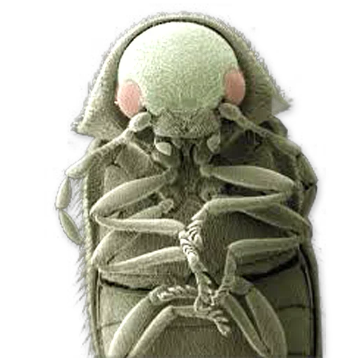 насекомое беспозвоночный обувь