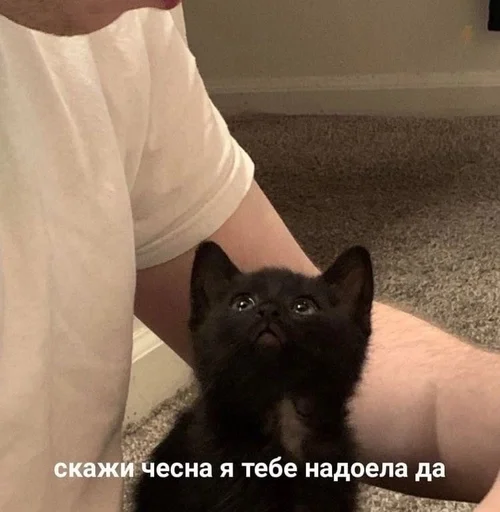 Стикер Херня от Пари :: @fStikBot - 6