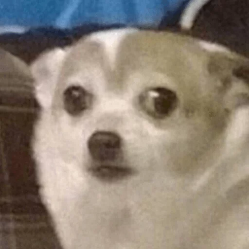 животное млекопитающее собака