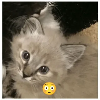 Sticker (@stickerKimm) - 1