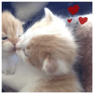 Sticker (@stickerKimm) - 0