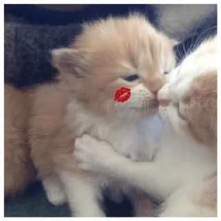 Sticker (@stickerKimm) - 3