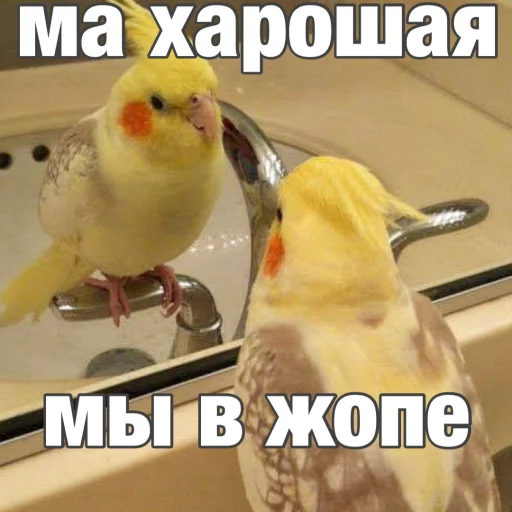 Sticker Parrots_Stickers - 1