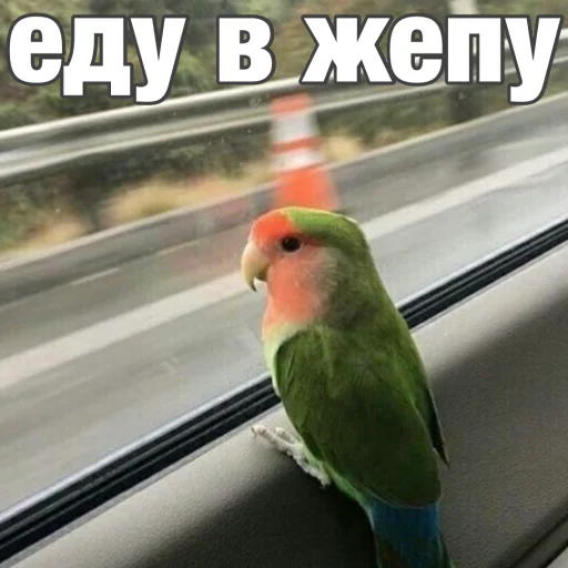 Sticker Parrots_Stickers - 1