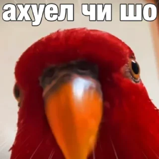 Sticker Попуги (@t_stickers) - 5