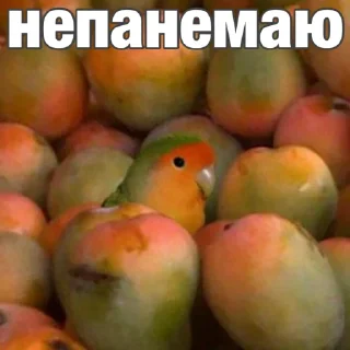 Sticker Попуги (@t_stickers) - 11