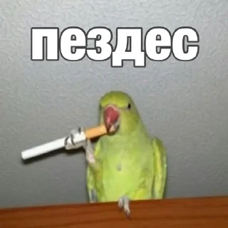 Sticker Попуги (@t_stickers) - 6