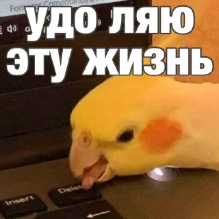 Sticker Попуги (@t_stickers) - 8