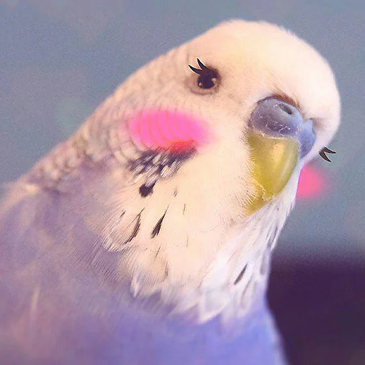 (в) попугеи - 