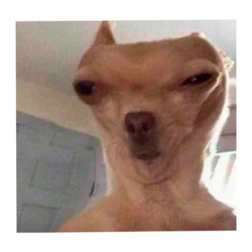 Стикер Pasebaaa - 1