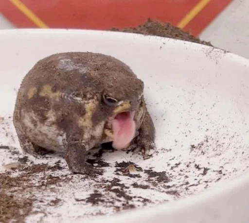 Sticker PashasParadise - 1