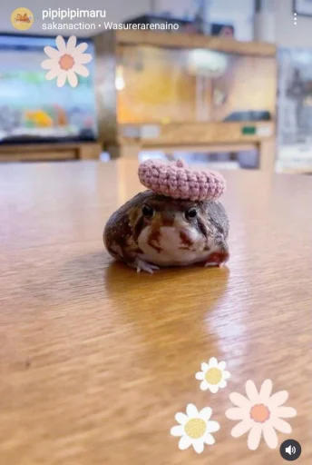 Стикер PashasParadise - 1