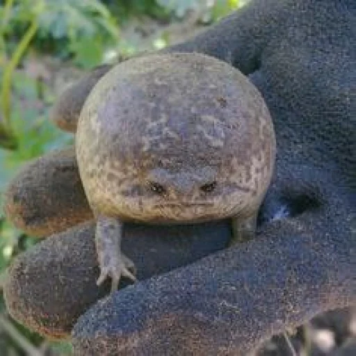 Пашино подсознание - 