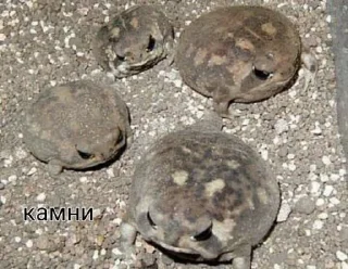 Стикер Пашино подсознание - 6