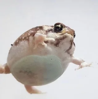 Стикер Пашино подсознание - 10