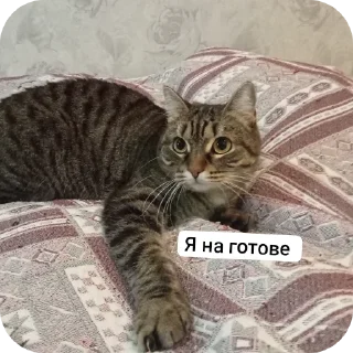 Стикер Пашкины стикеры - 11