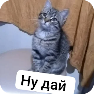 Стикер Пашкины стикеры - 3