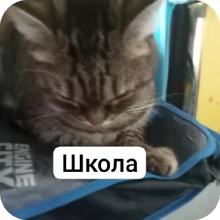 Стикер Пашкины стикеры - 9