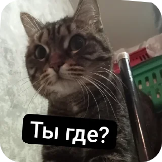 Стикер Пашкины стикеры - 1