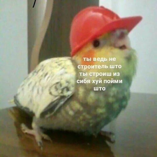 птица животное клюв