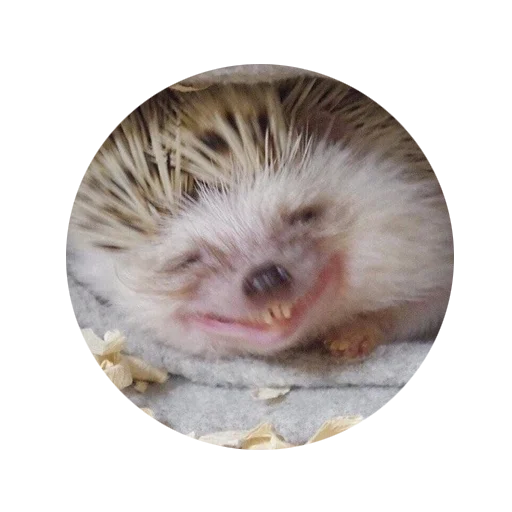 Стикер Random Pav Pack - 7