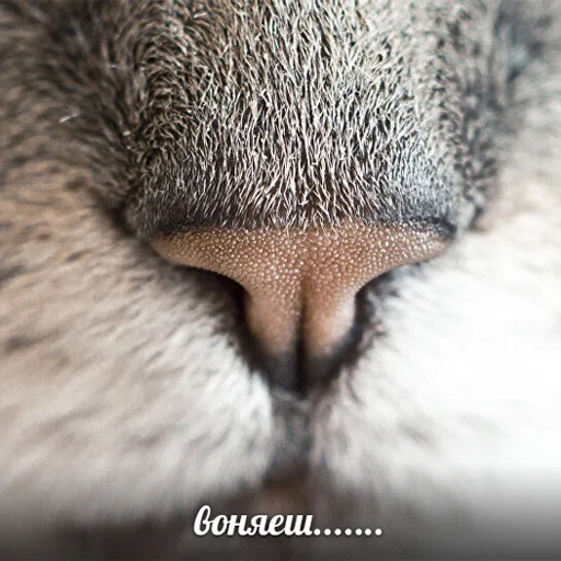 Стикер Random Pav Pack - 5