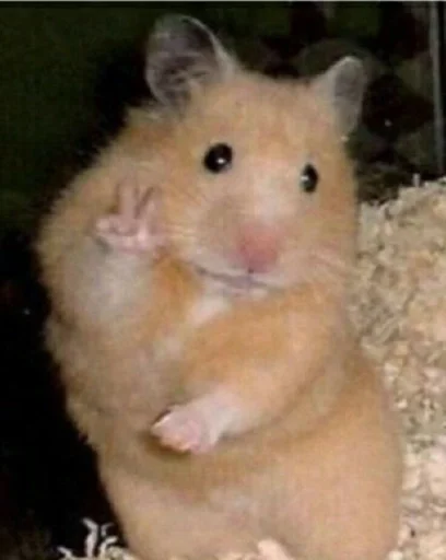 животное млекопитающее хомяк