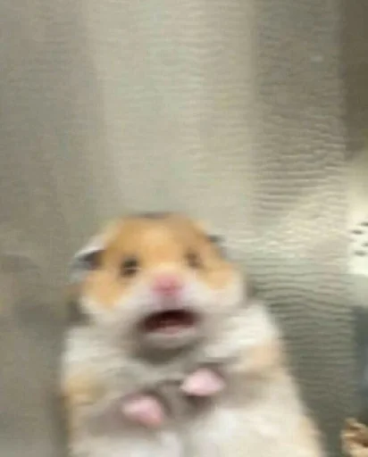 млекопитающее животное хомяк