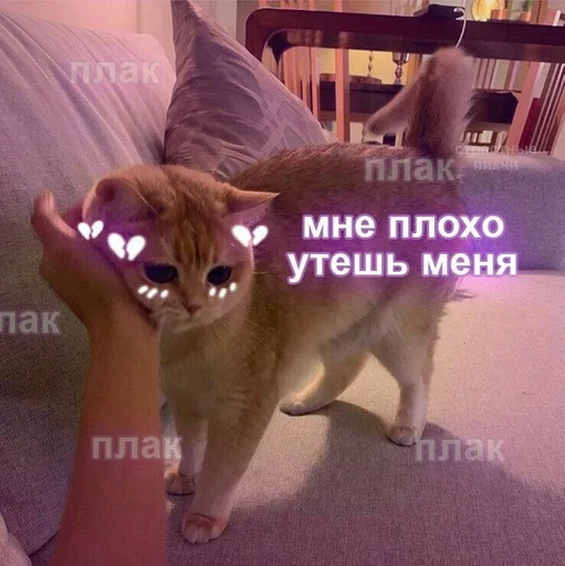 СМС Человек комнатный