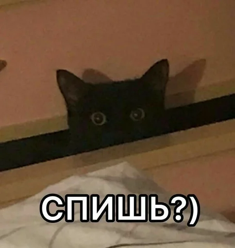 кошка кошки малого и среднего размера млекопитающее