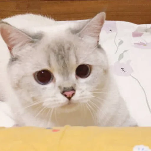 Стикер PikaСat - 10