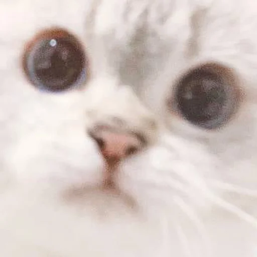 Стикер PikaСat - 3