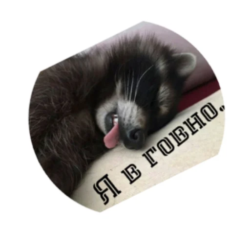 Крошка енот - 