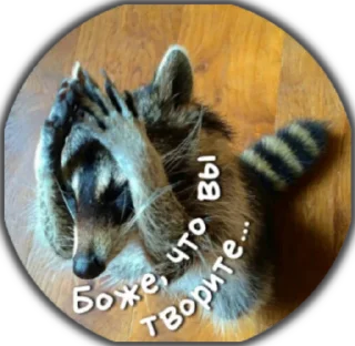 Sticker Крошка енот - 5