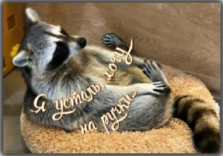 Sticker Крошка енот - 1