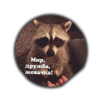 Sticker Крошка енот - 9