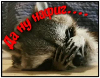 Sticker Крошка енот - 4